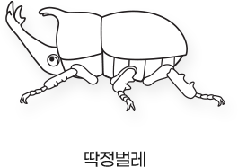 Sketch_곤충_딱정벌레