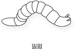 Sketch_곤충_밀웜