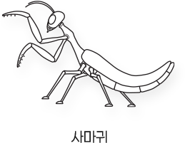 Sketch_곤충_사마귀