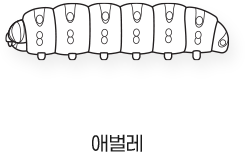 Sketch_곤충_애벌레