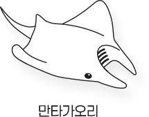Sketch_바다_만타가오리