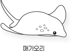 Sketch_바다_매가오리
